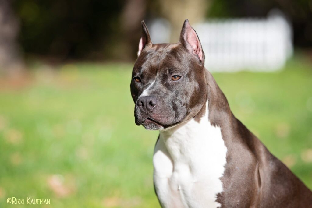 number one original pitbull breeder in the usa