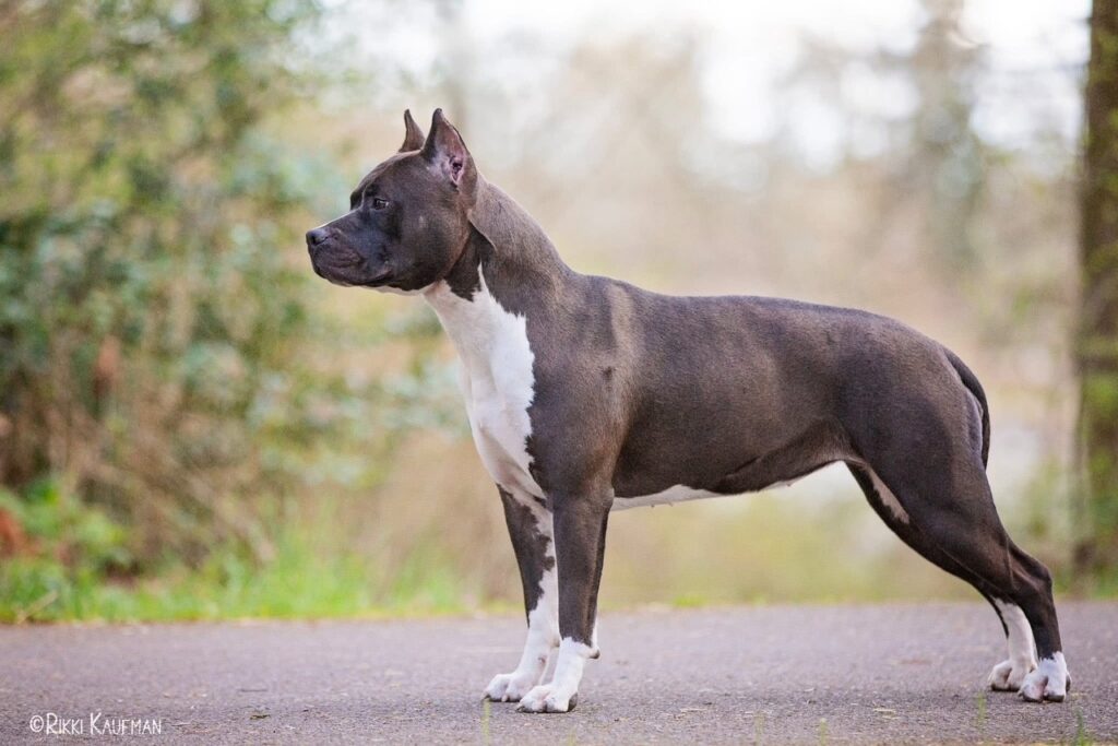 number one original pitbull breeder in the usa