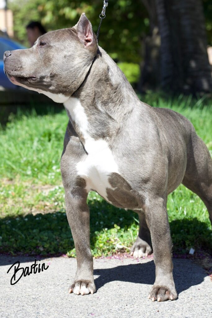 number one original pitbull breeder in the usa