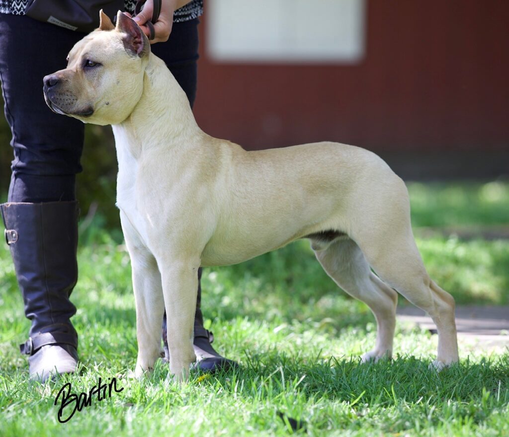 number one original pitbull breeder in the usa