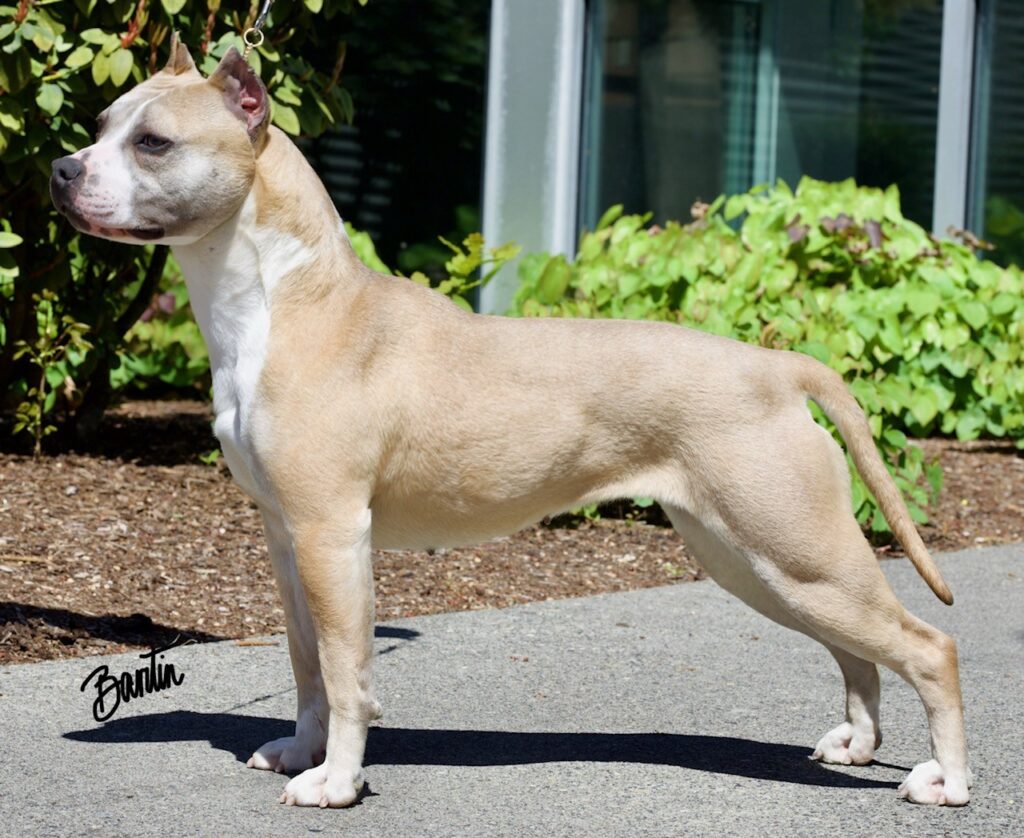 number one original pitbull breeder in the usa