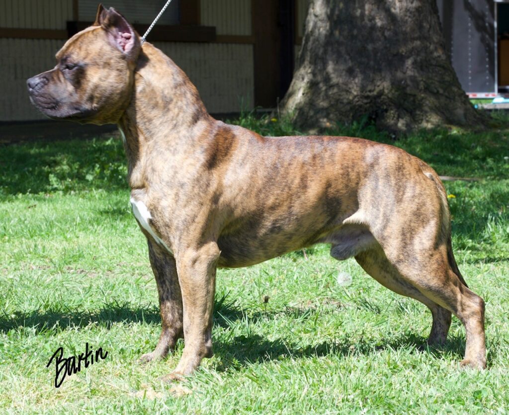 number one original pitbull breeder in the usa