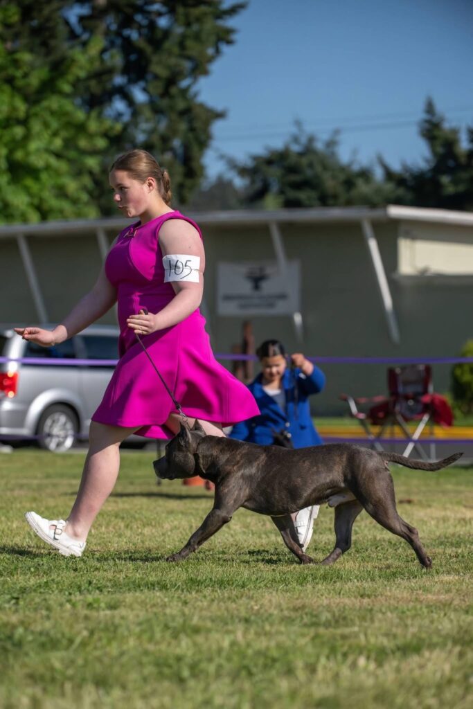 number one original pitbull breeder in the usa