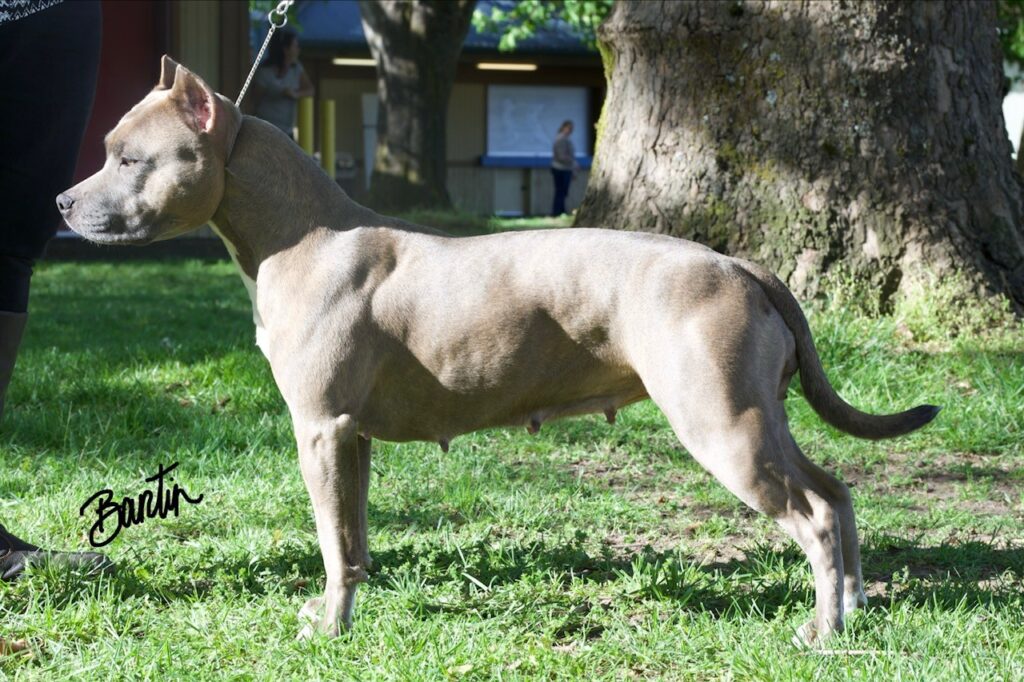 number one original pitbull breeder in the usa