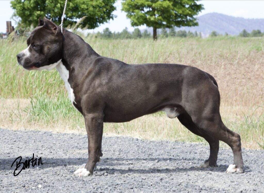 Champion american pit bull terrier stud dog