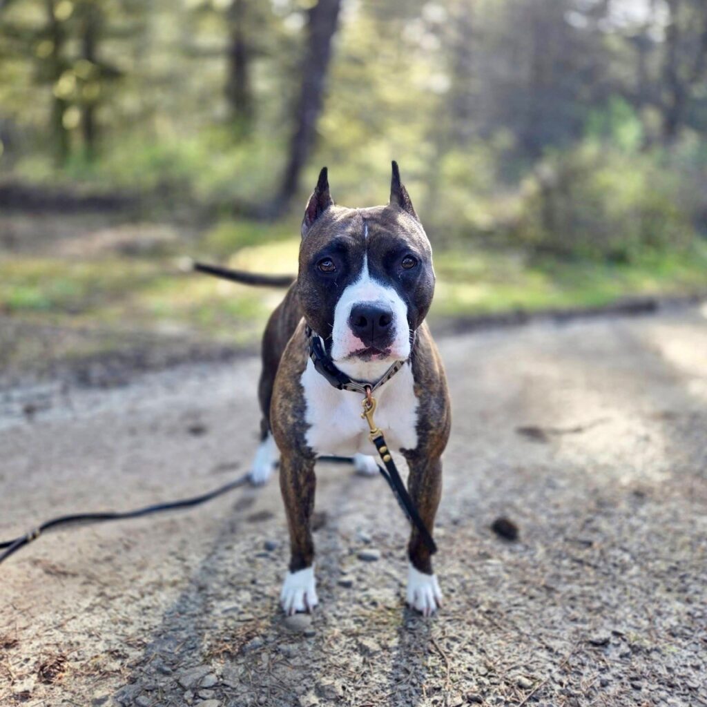 number one original pitbull breeder in the usa