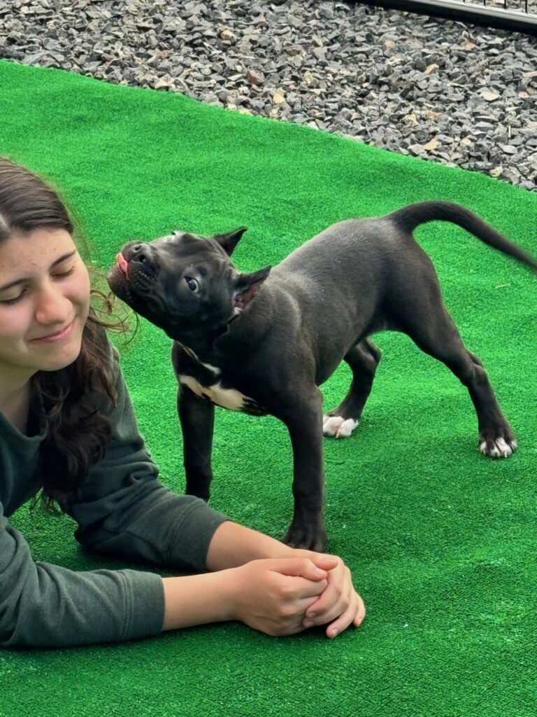 number one original pitbull breeder in the usa
