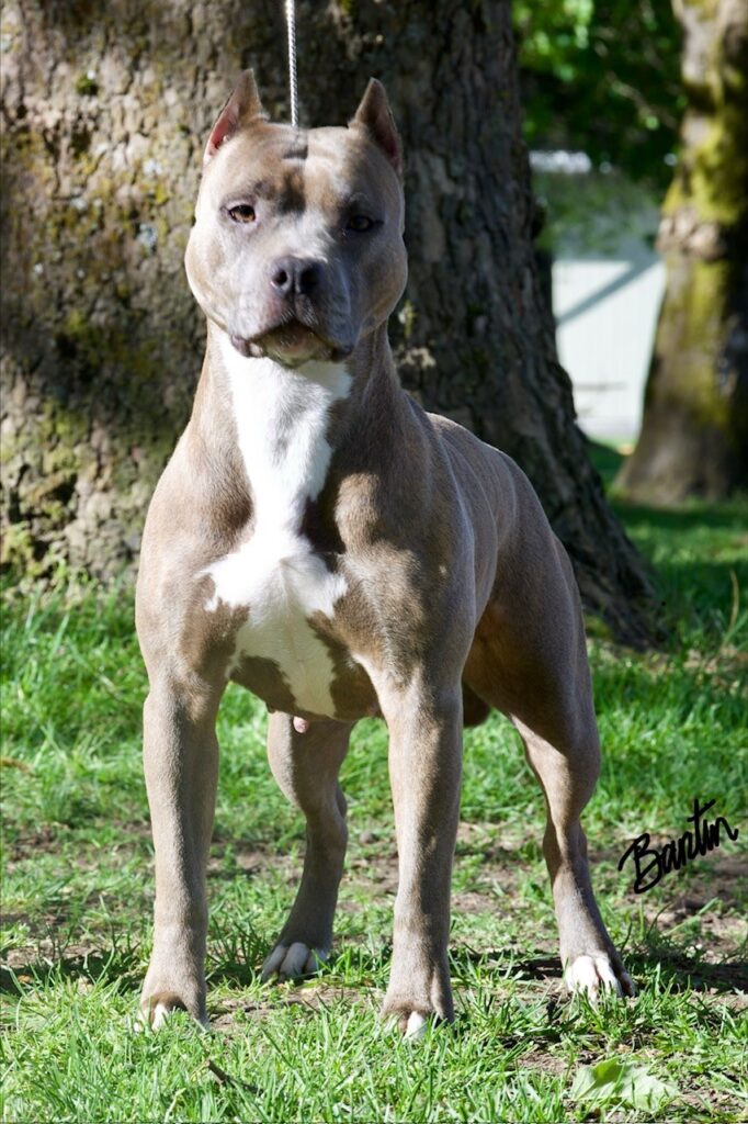 number one original pitbull breeder in the usa