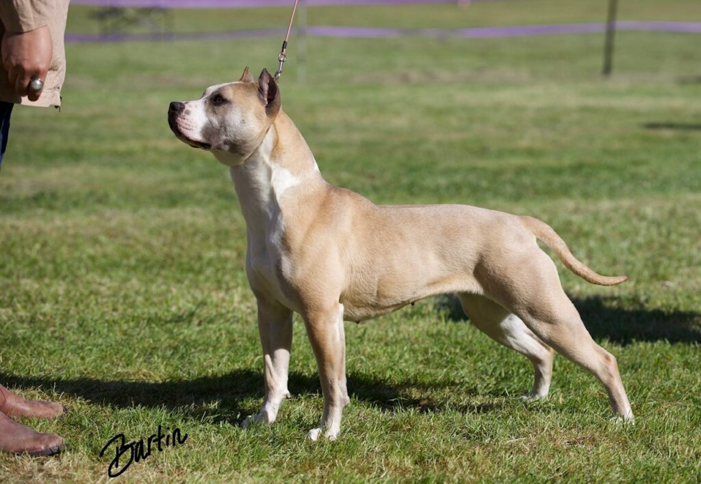 number one original pitbull breeder in the usa