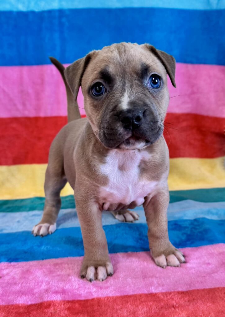 real american pit bull terrier puppies for sale