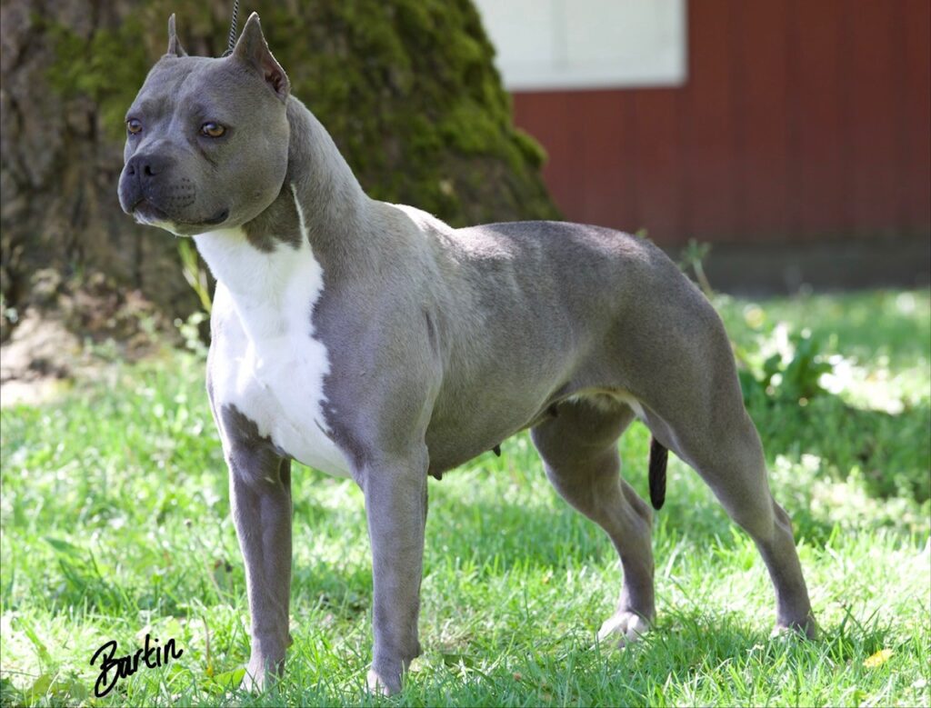 number one original pitbull breeder in the usa