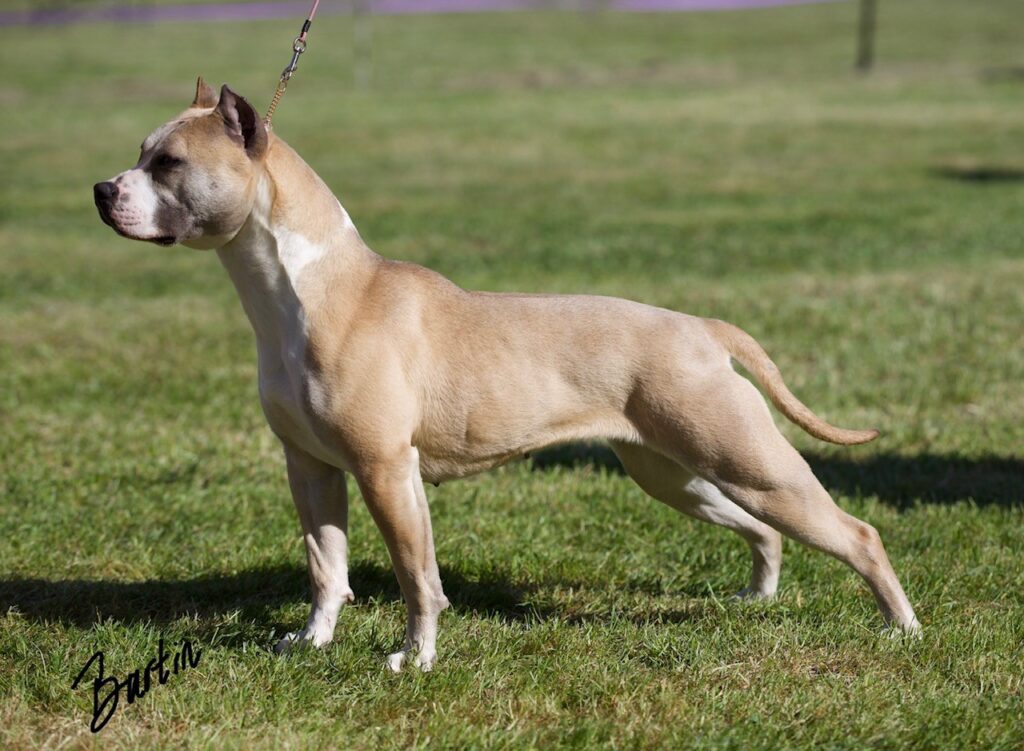 number one original pitbull breeder in the usa