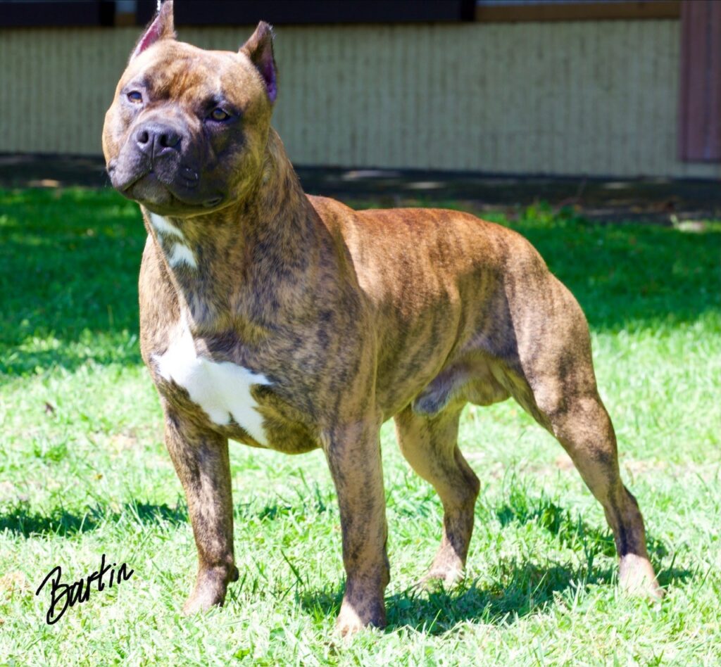 number one original pitbull breeder in the usa