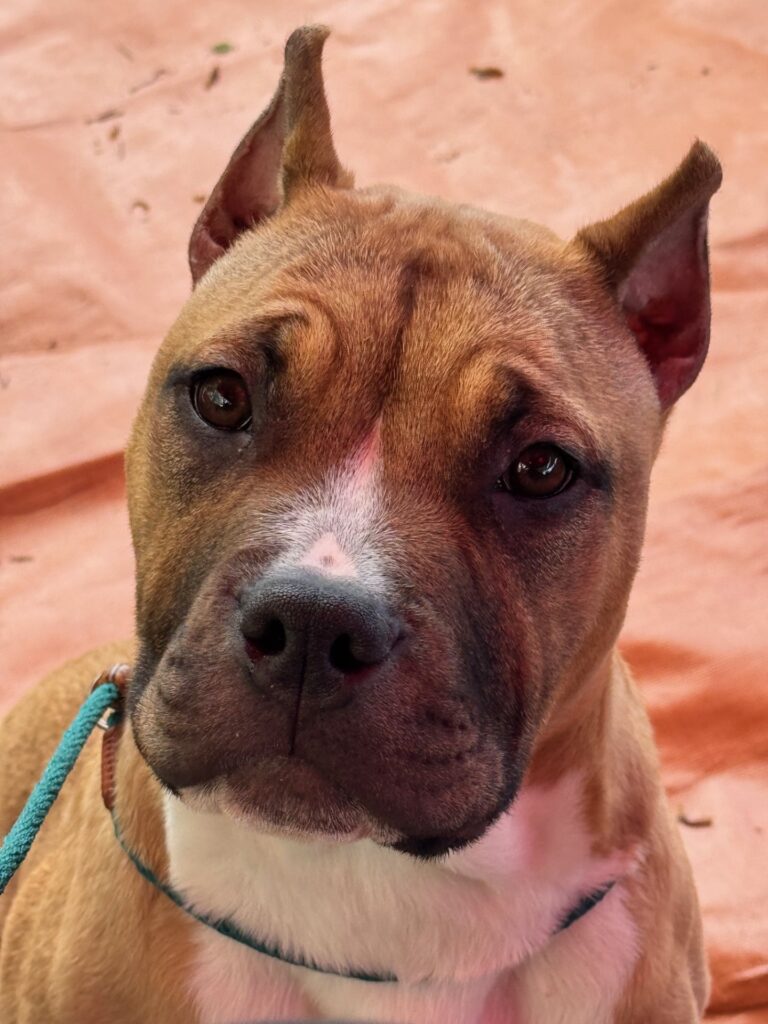 number one original pitbull breeder in the usa