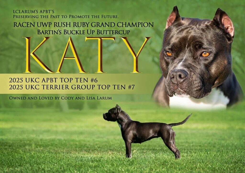 number one original pitbull breeder in the usa