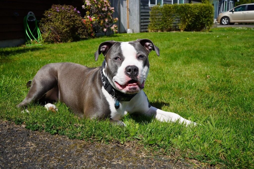 number one original pitbull breeder in the usa