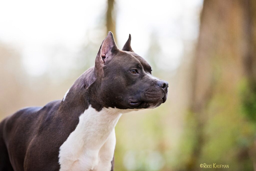 number one original pitbull breeder in the usa