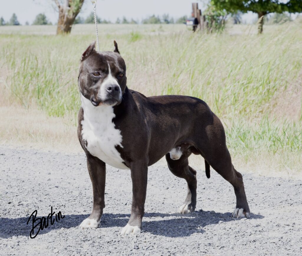 Champion american pit bull terrier stud dog