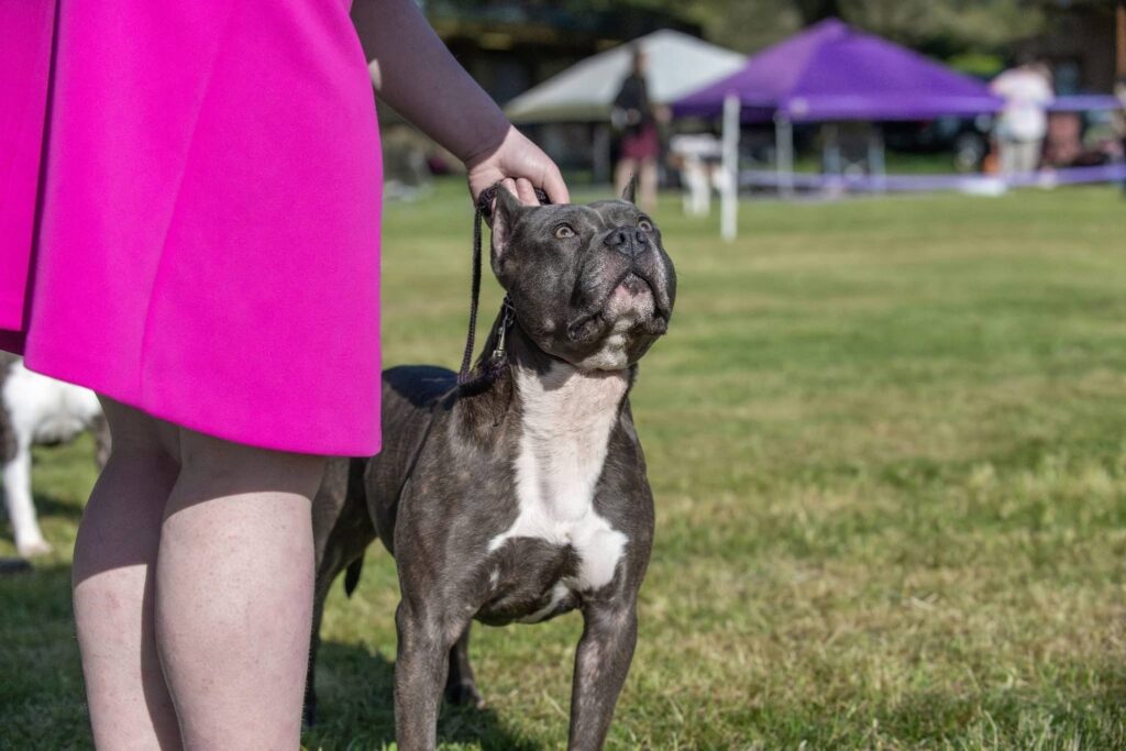 number one original pitbull breeder in the usa
