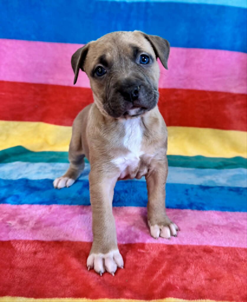 real american pit bull terrier puppies for sale