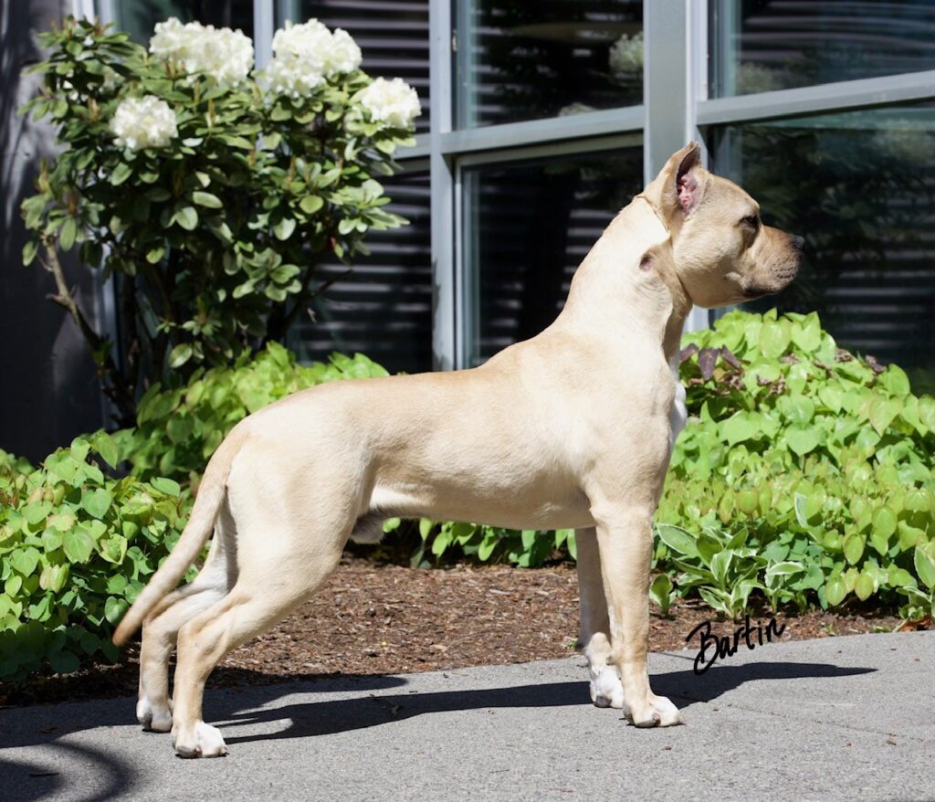number one original pitbull breeder in the usa