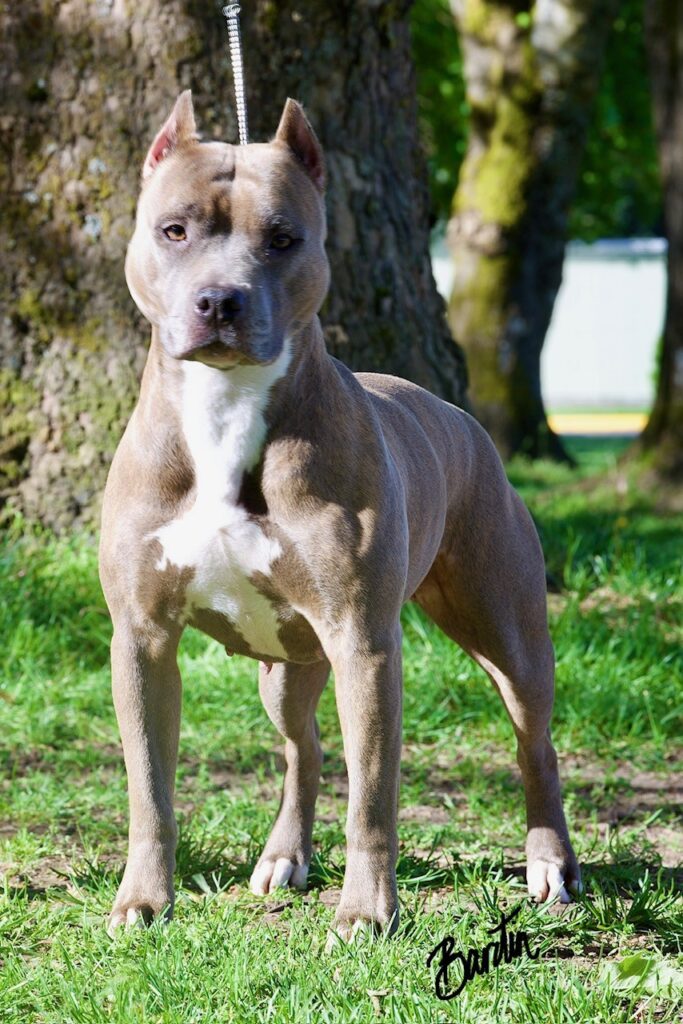 number one original pitbull breeder in the usa