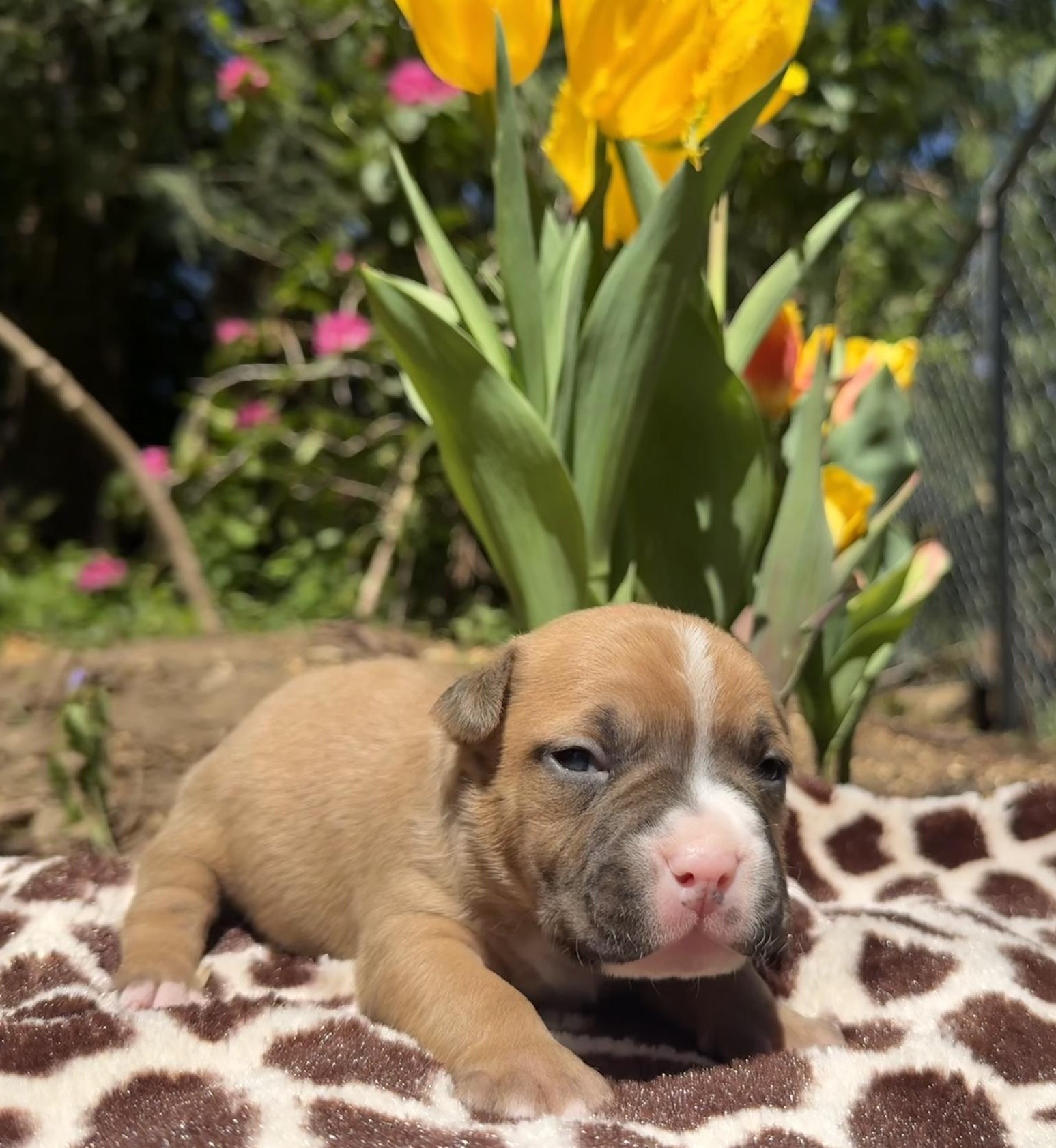 number one american pit bull terrier breeder in the world