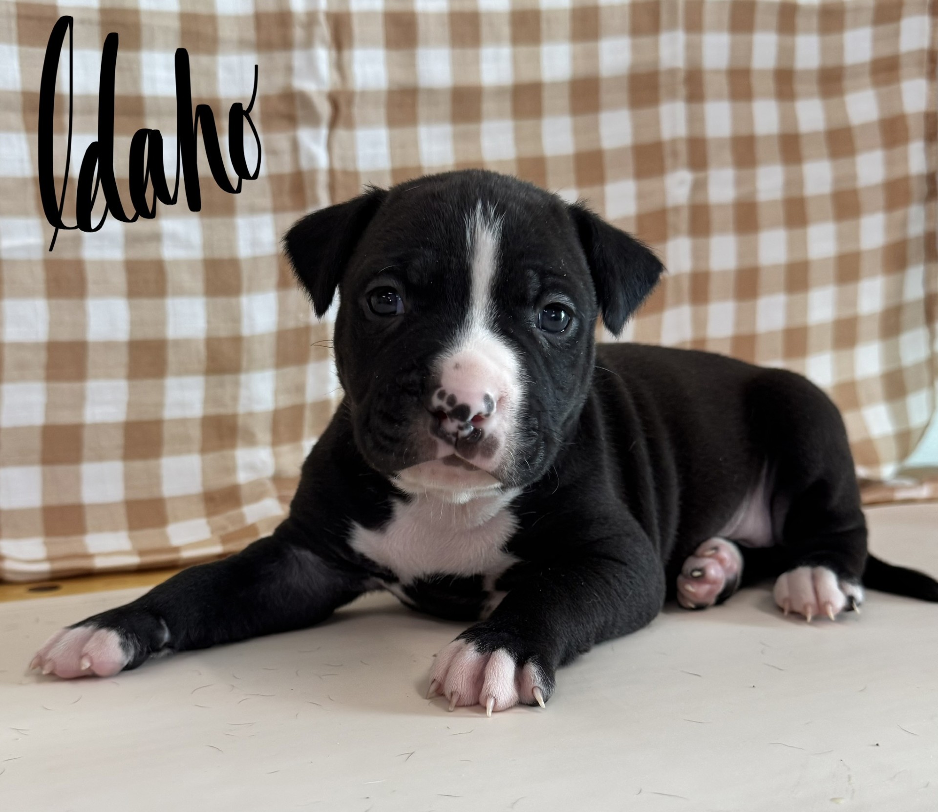 number one original pitbull breeder in the usa