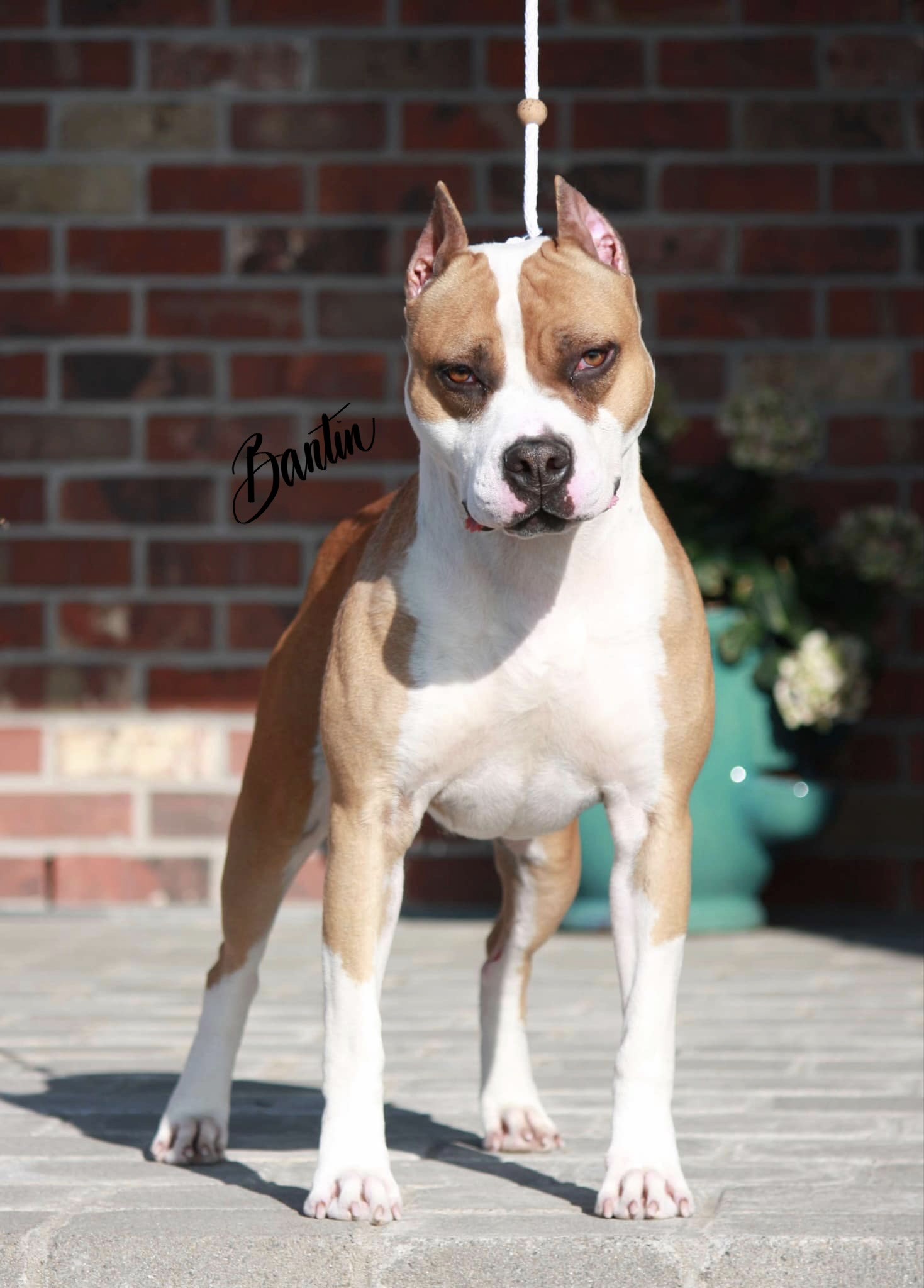 number one american pit bull terrier breeder in the world