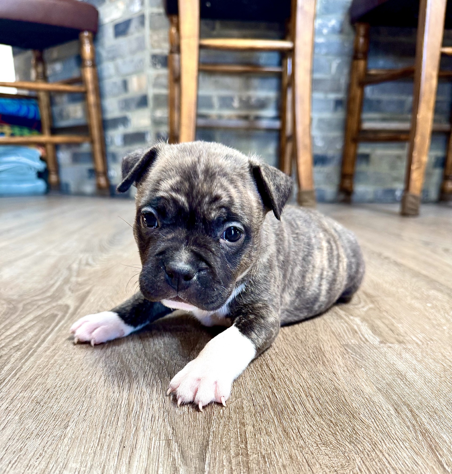 Best pitbull breeder in the USA