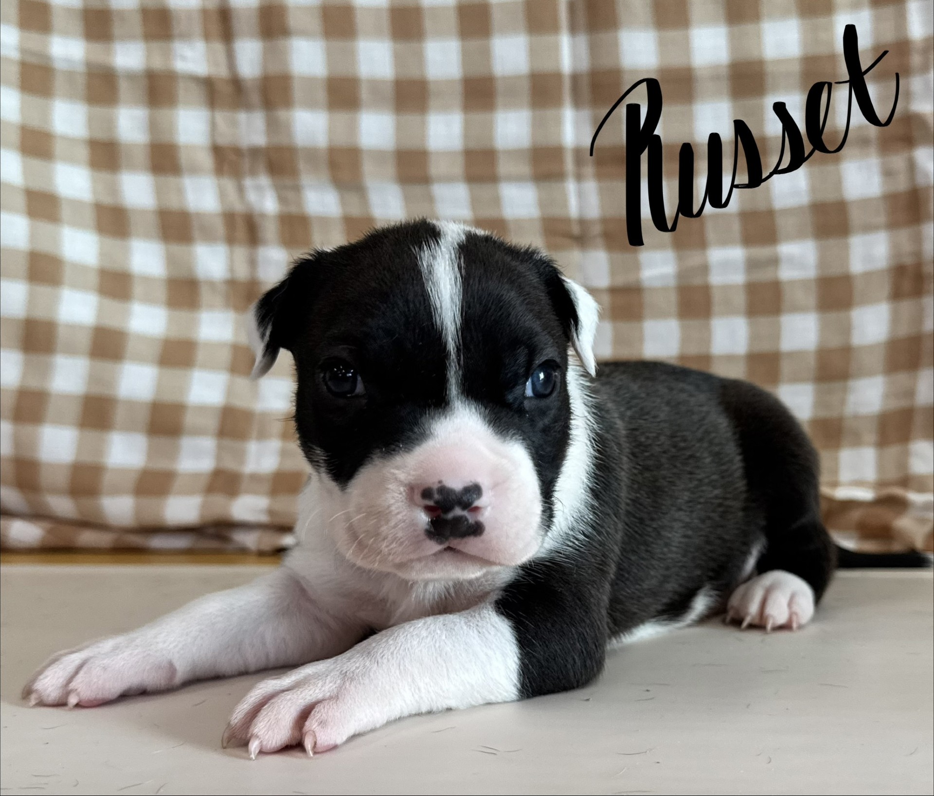 number one original pitbull breeder in the usa