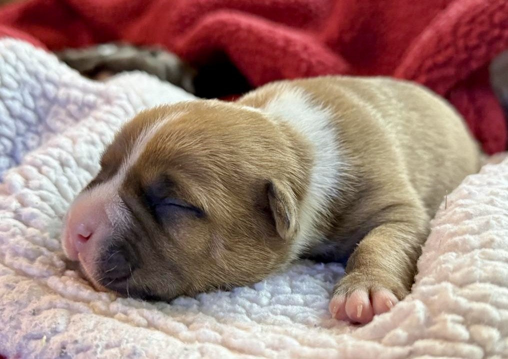 number one american pit bull terrier breeder in the world