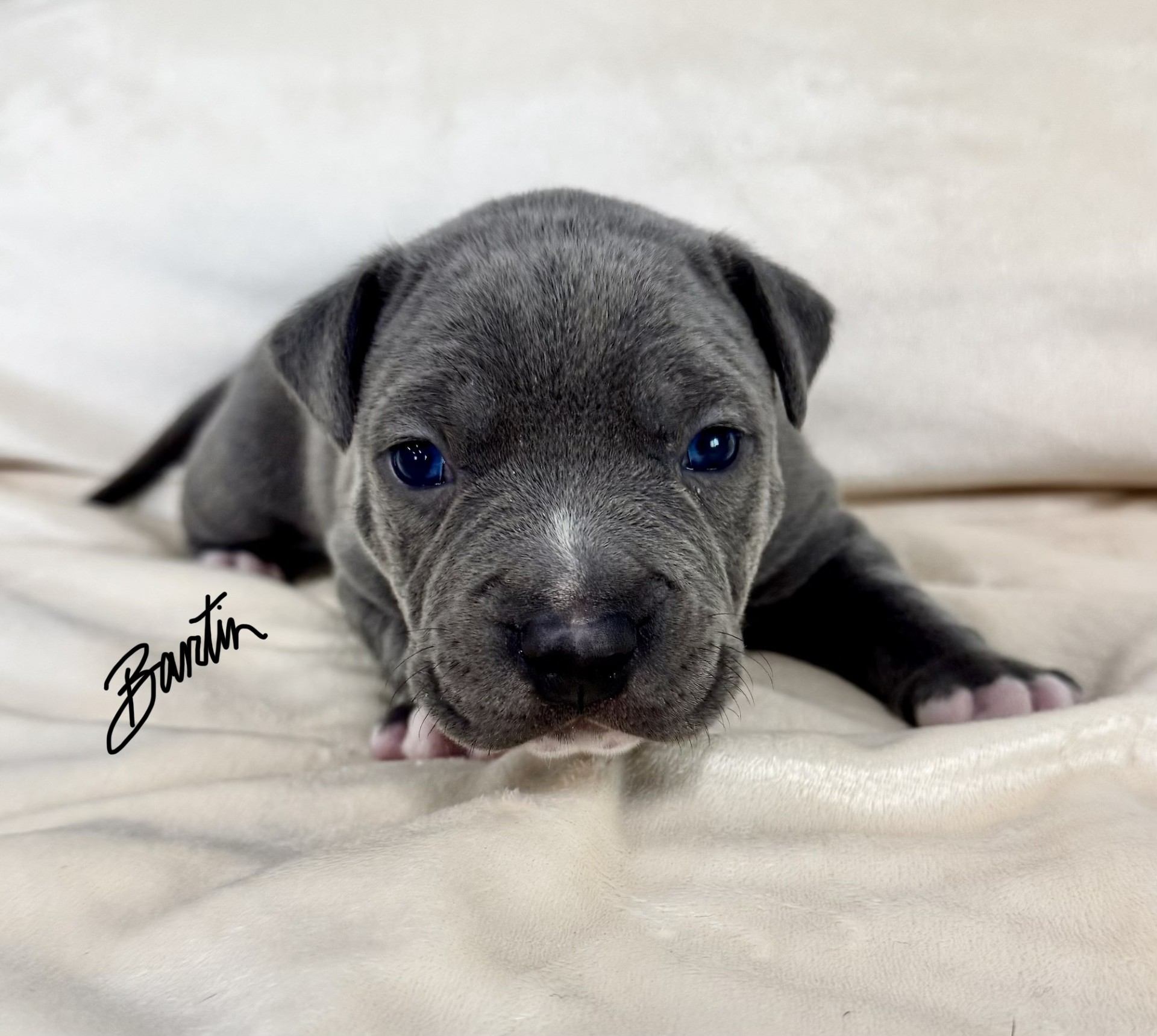 top apbt breeder in the world