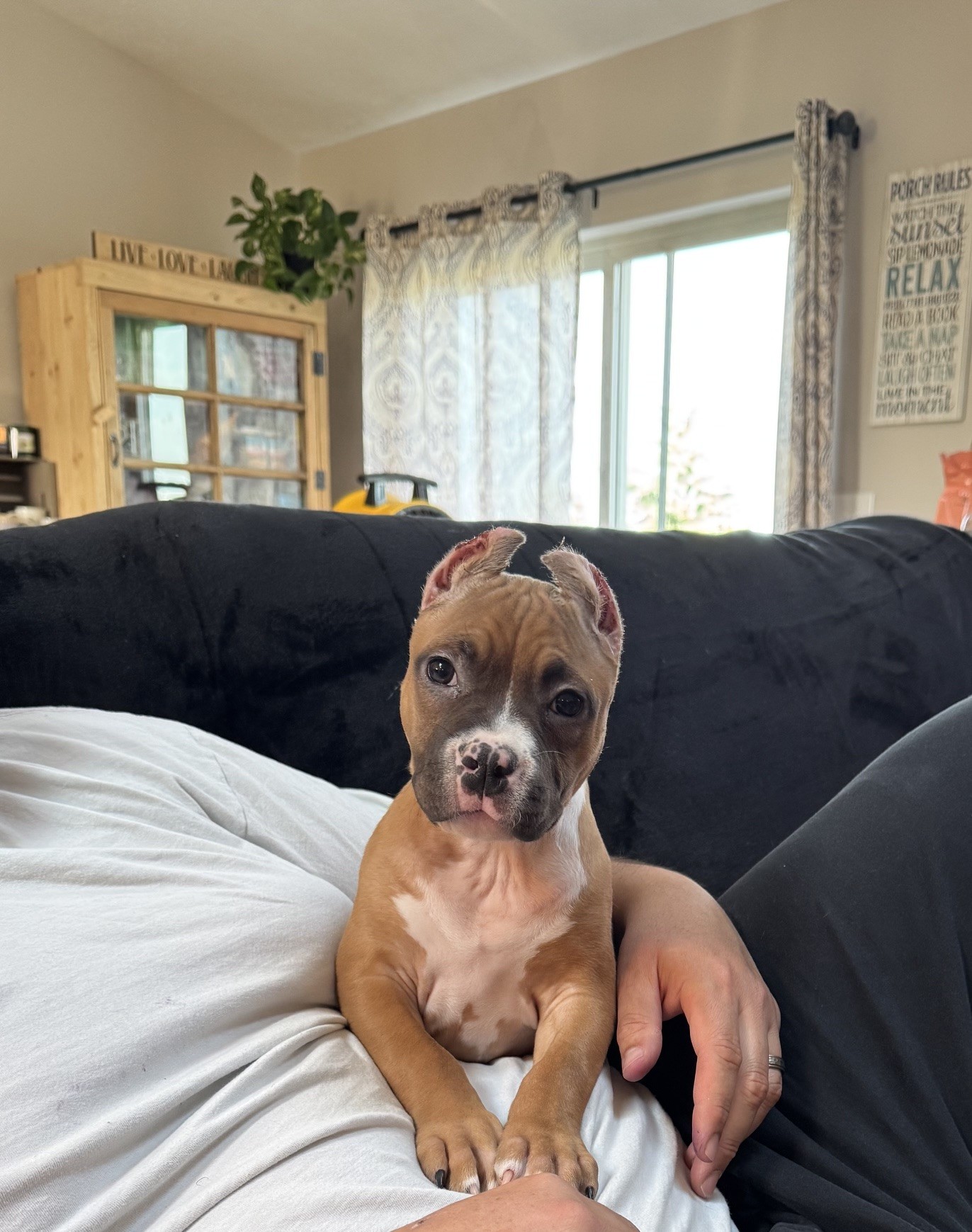 top apbt breeder in the world