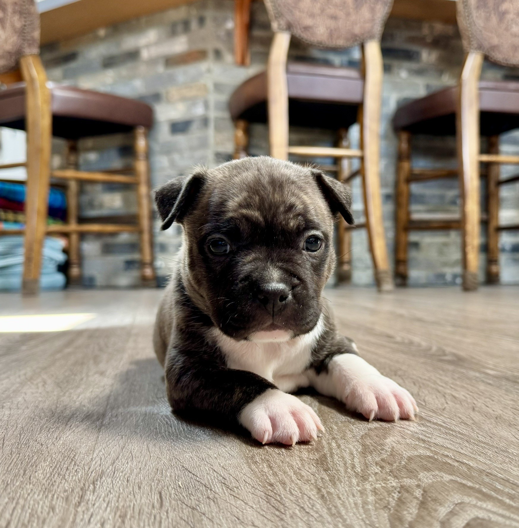 top apbt breeder in the world