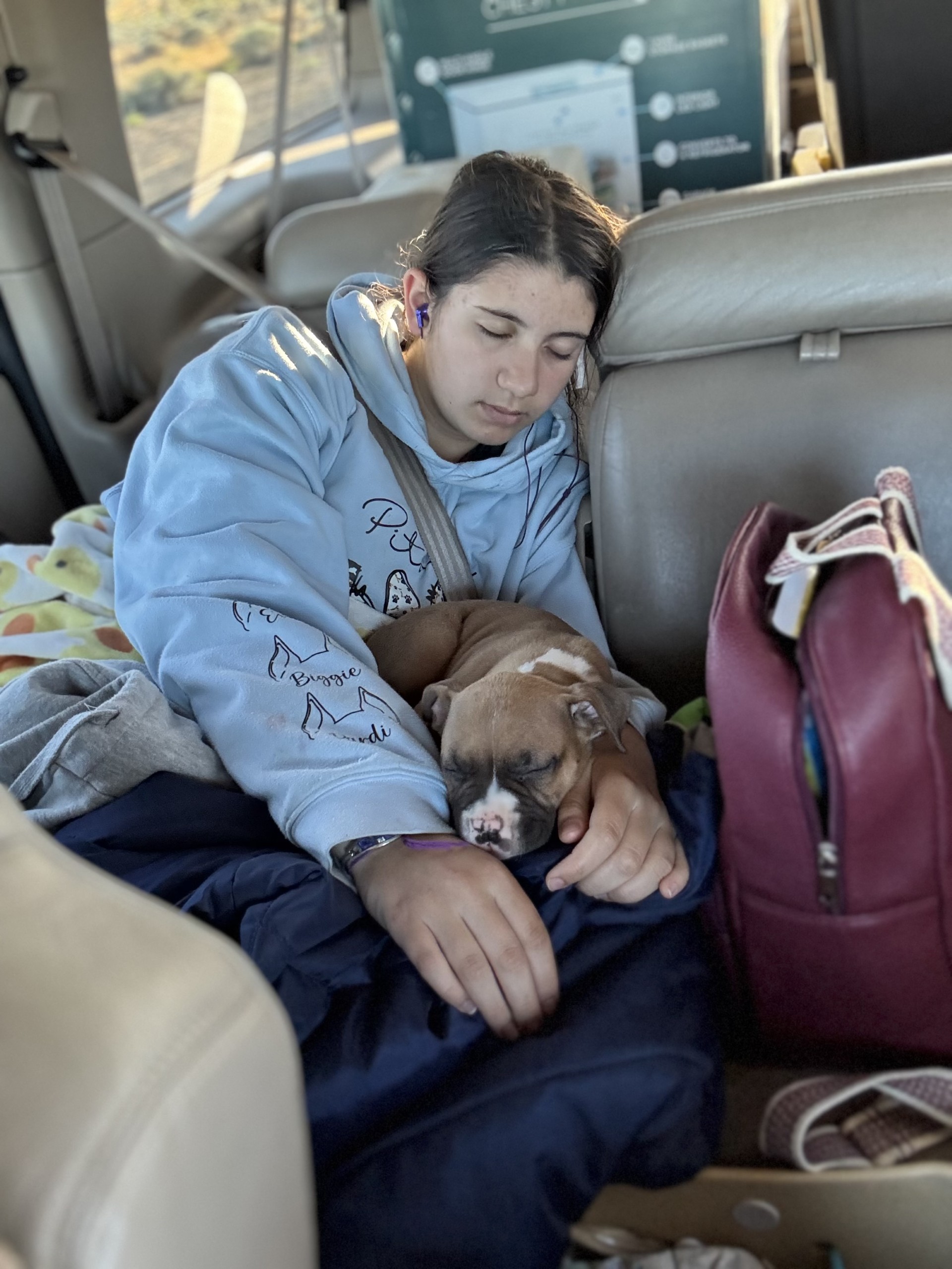 top apbt breeder in the world