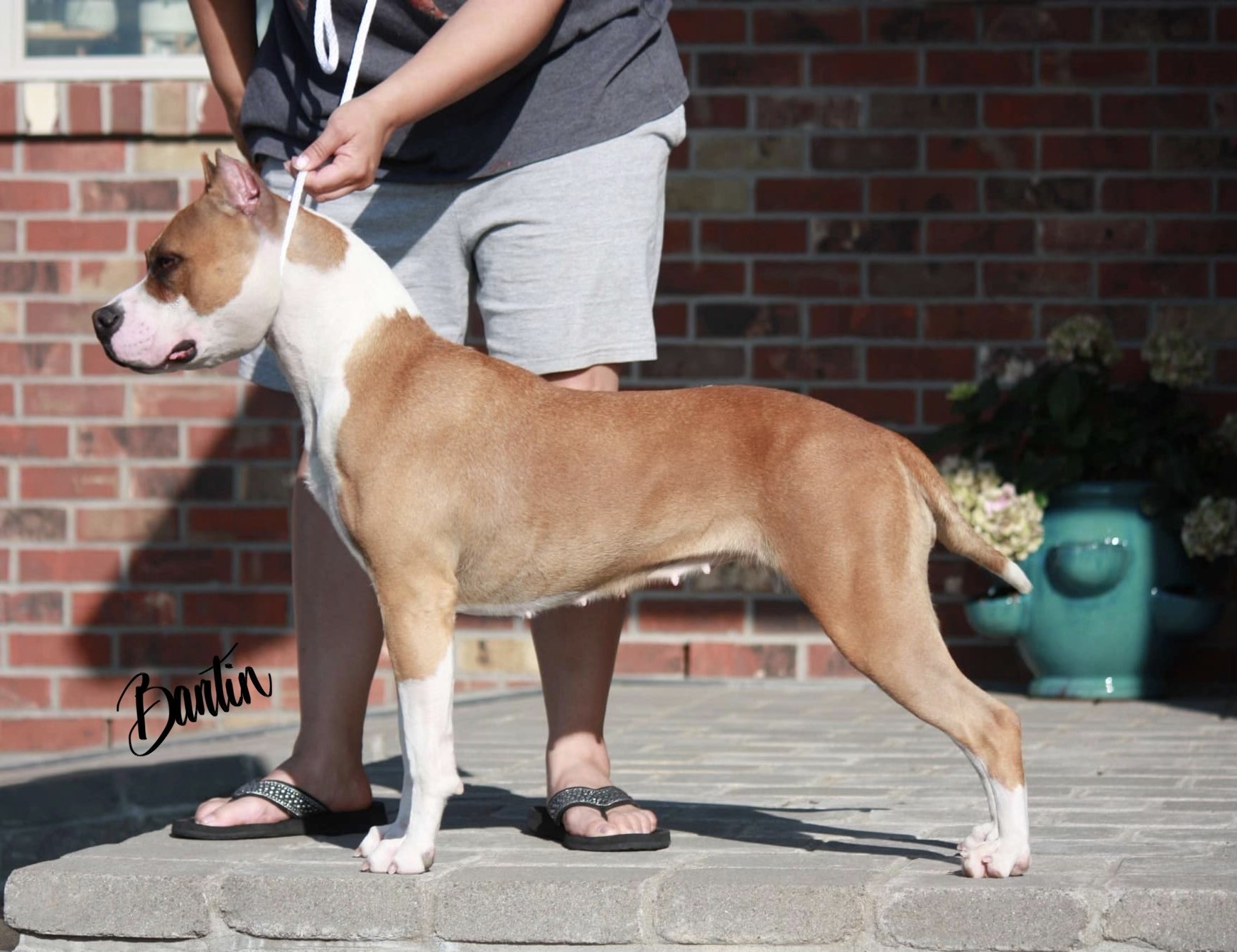 number one american pit bull terrier breeder in the world
