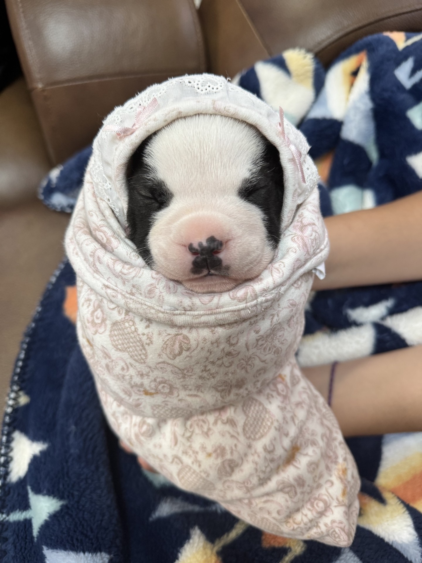 top apbt breeder in the world