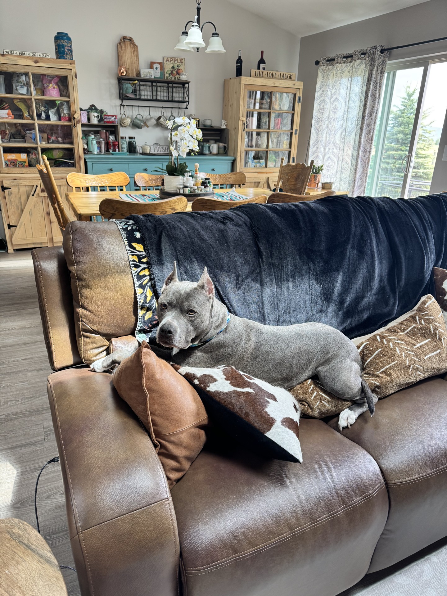 Best pitbull breeder in the USA