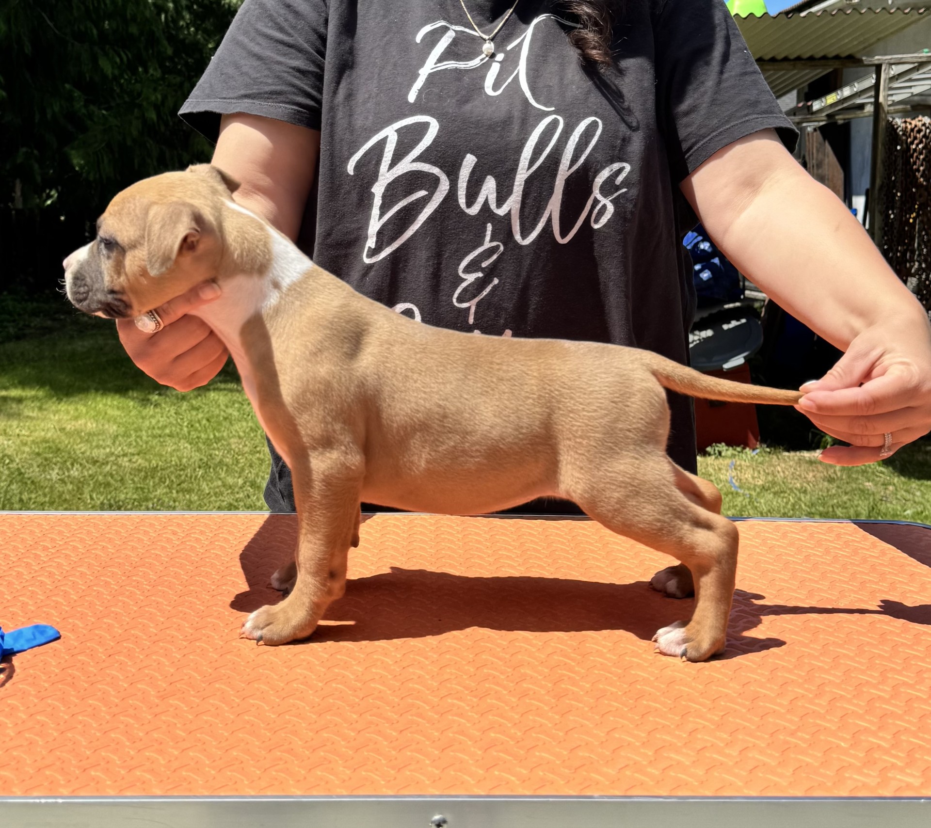 number one american pit bull terrier breeder in the world