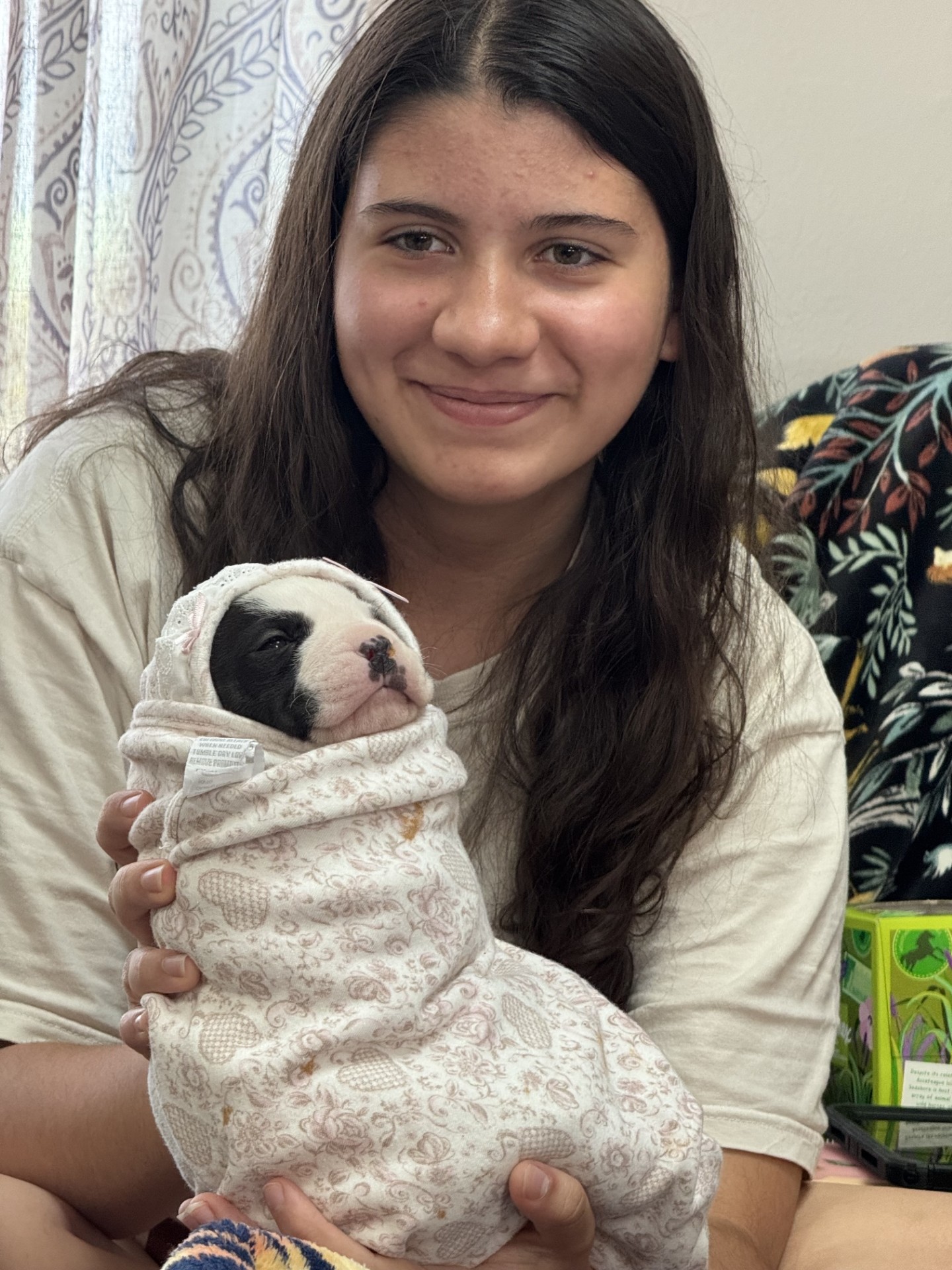 top apbt breeder in the world