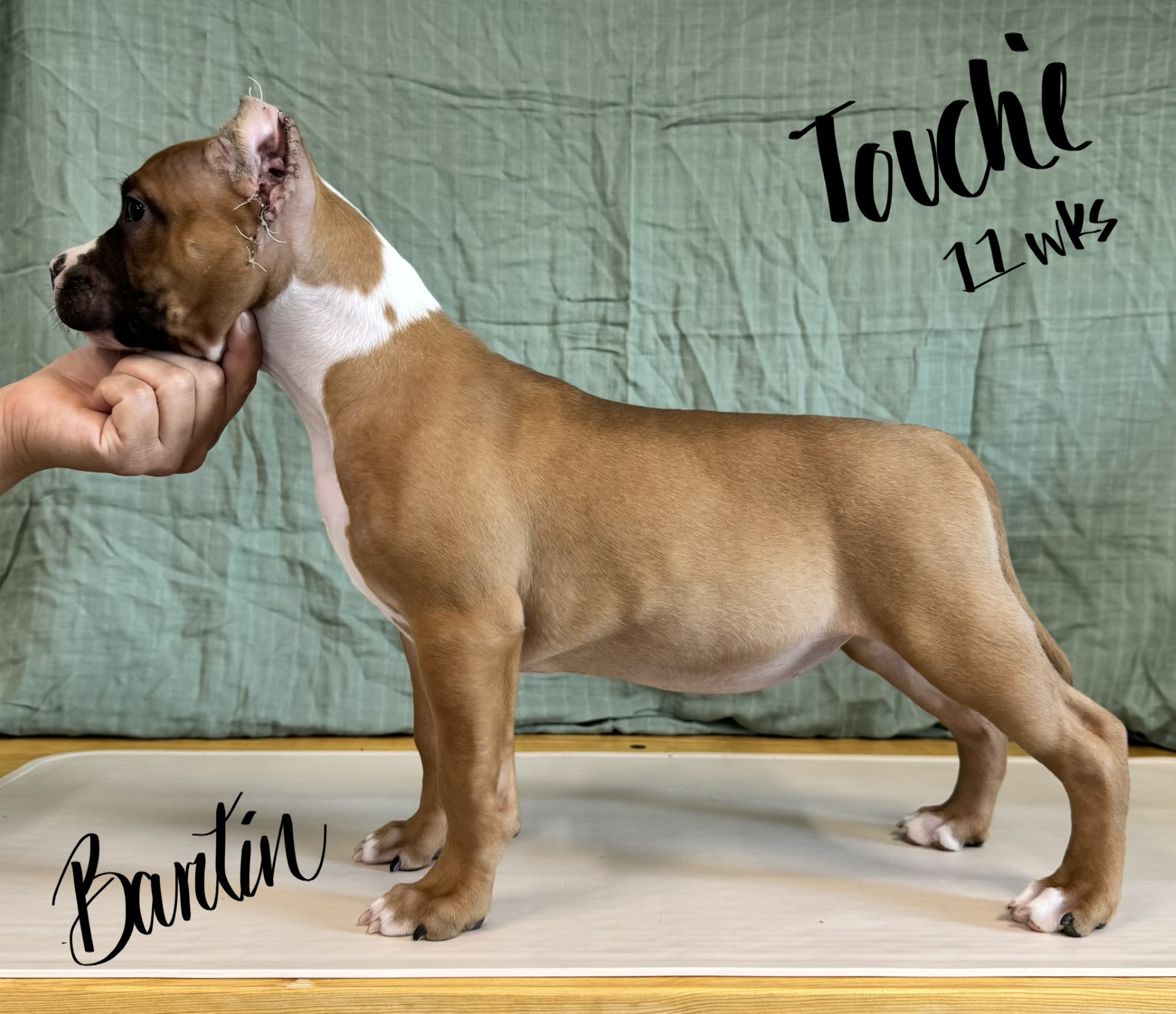 top apbt breeder in the world
