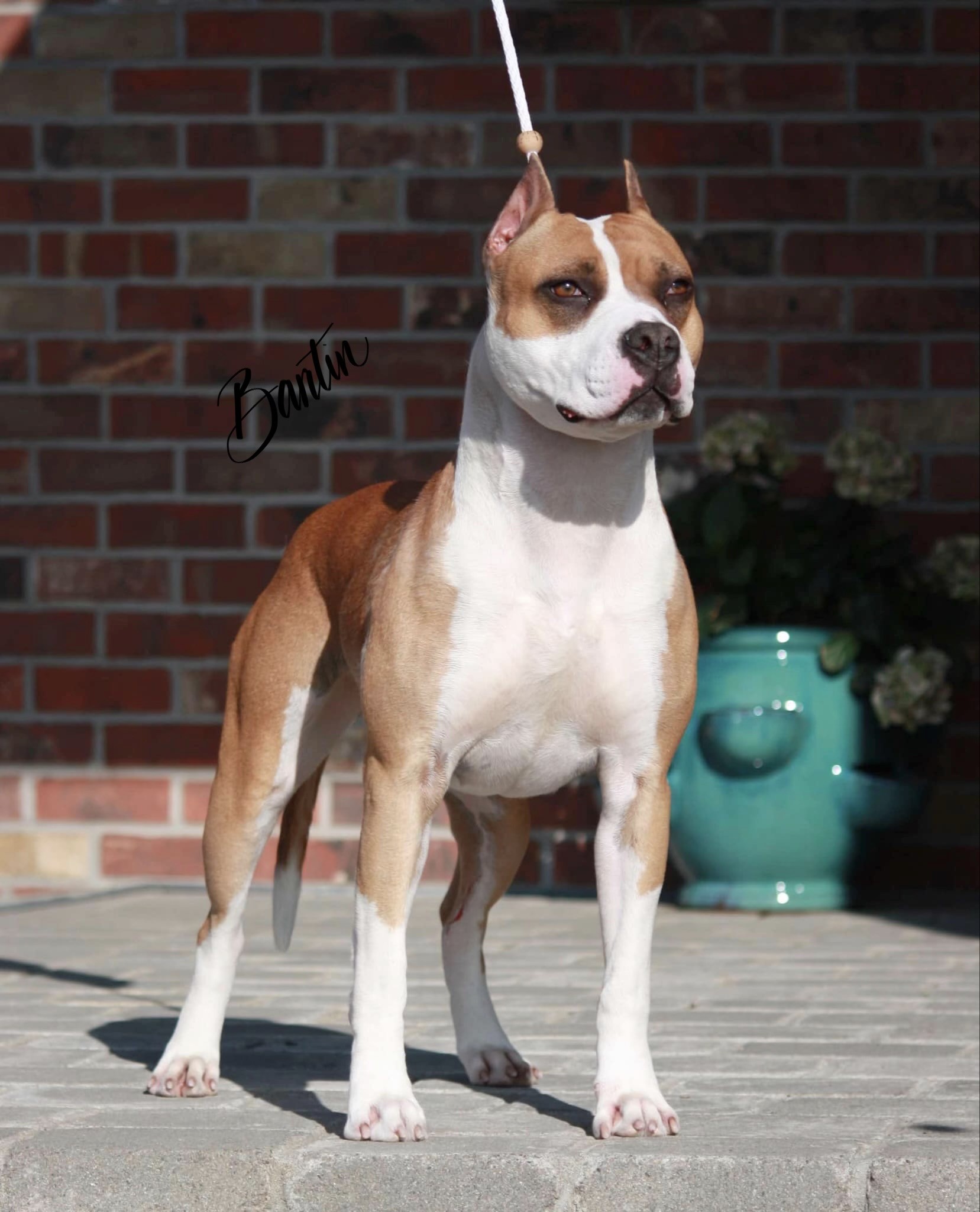 number one american pit bull terrier breeder in the world