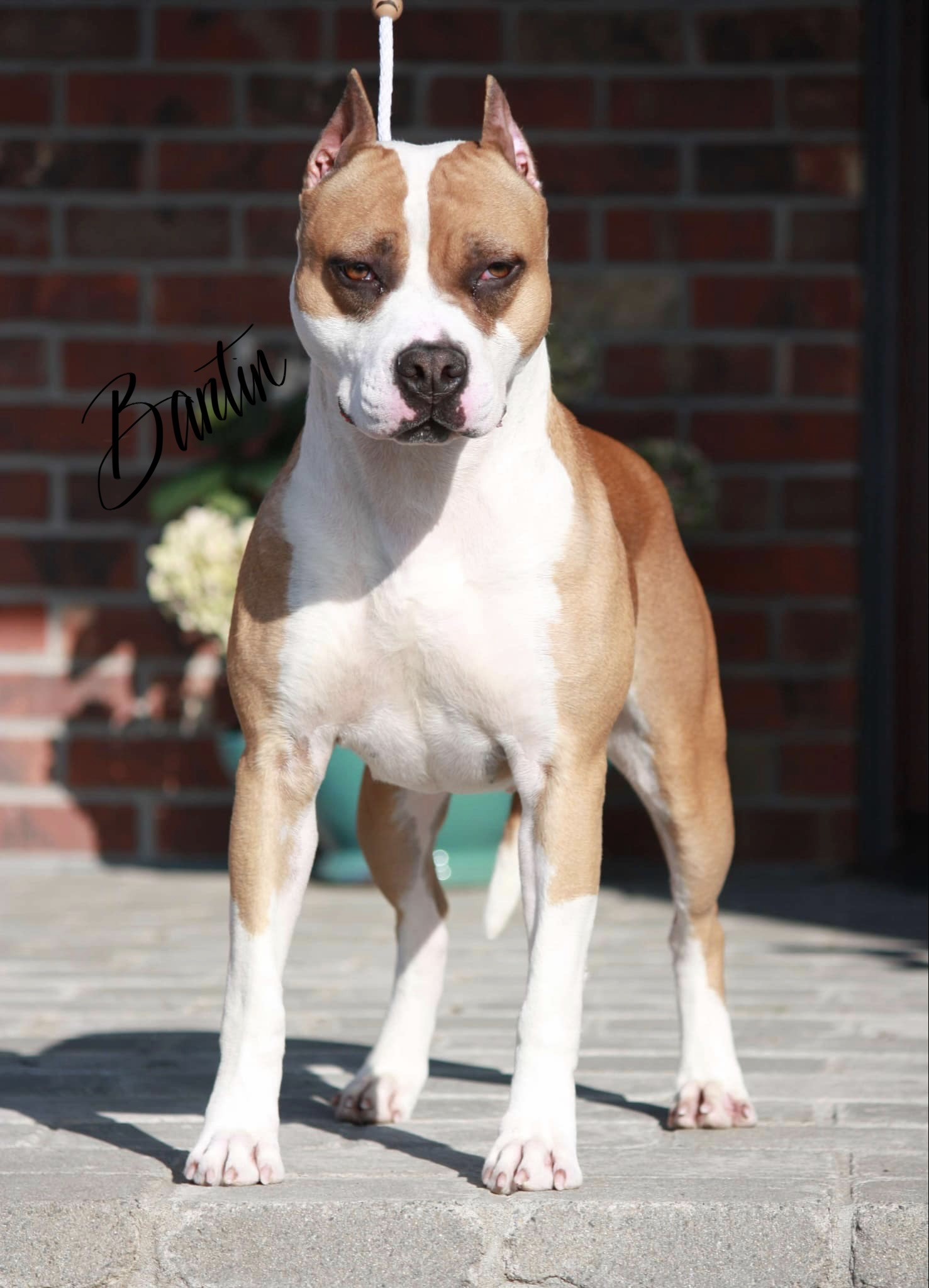 number one american pit bull terrier breeder in the world