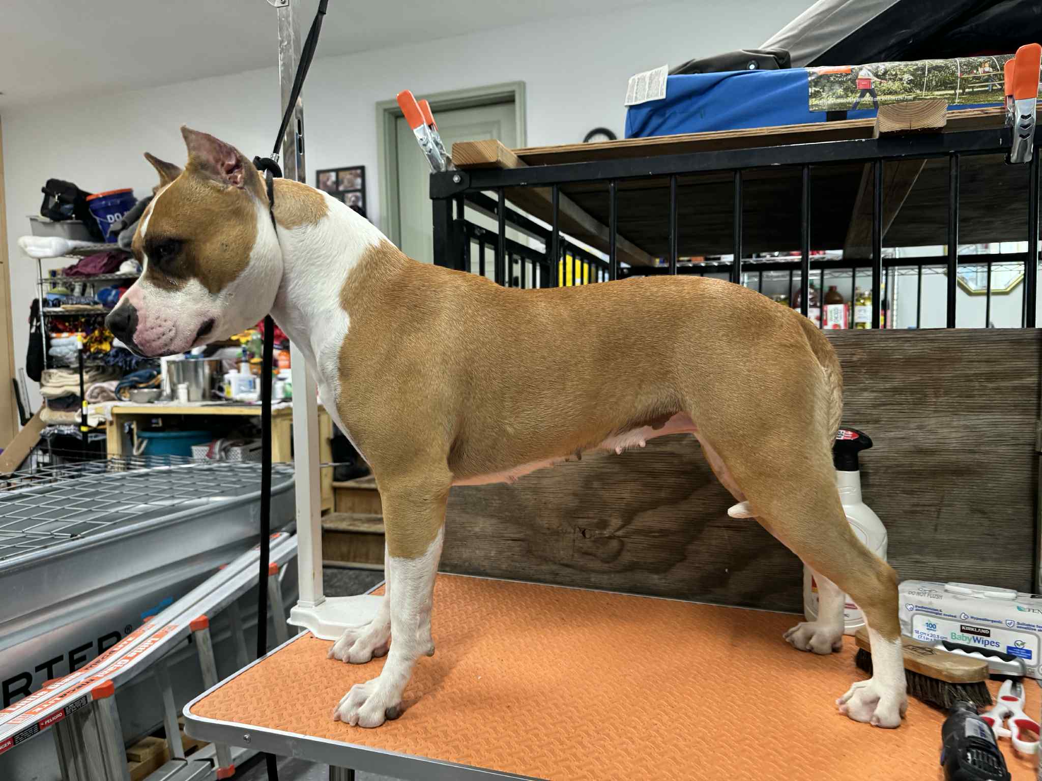 number one american pit bull terrier breeder in the world