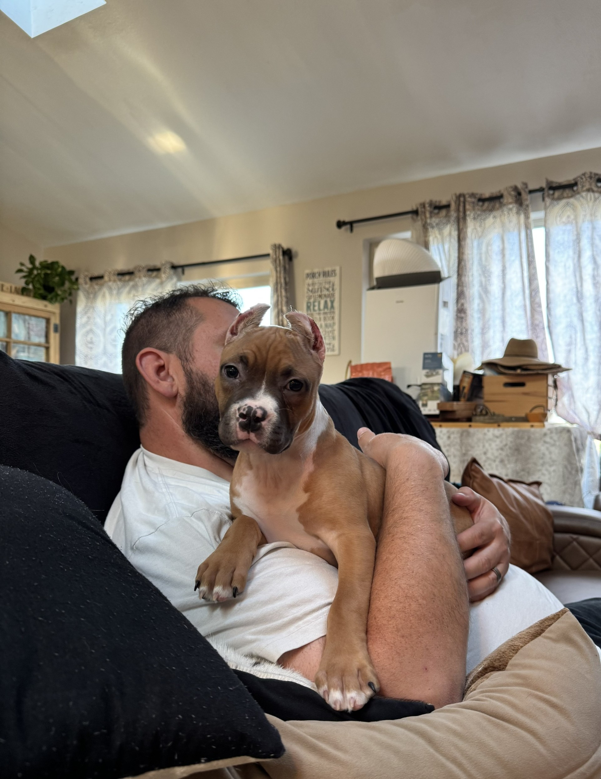 the best real pit bull terrier breeder in the USA