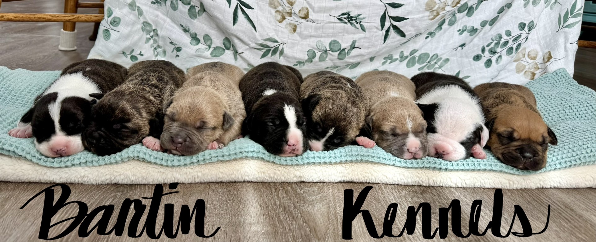 the best real pit bull terrier breeder in the USA