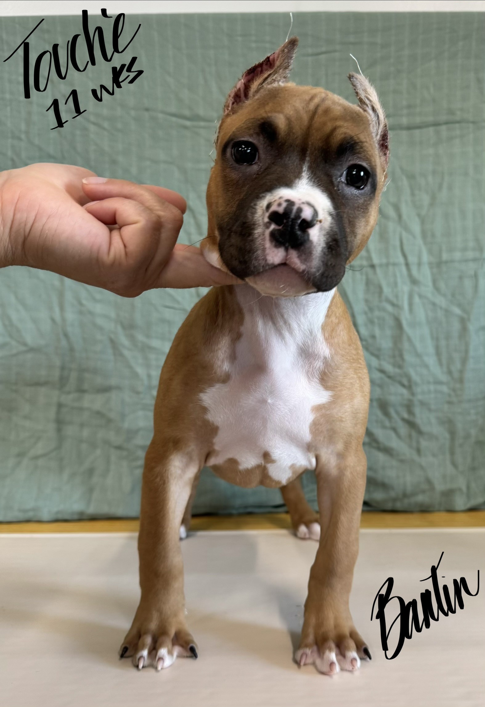 the best real pit bull terrier breeder in the USA