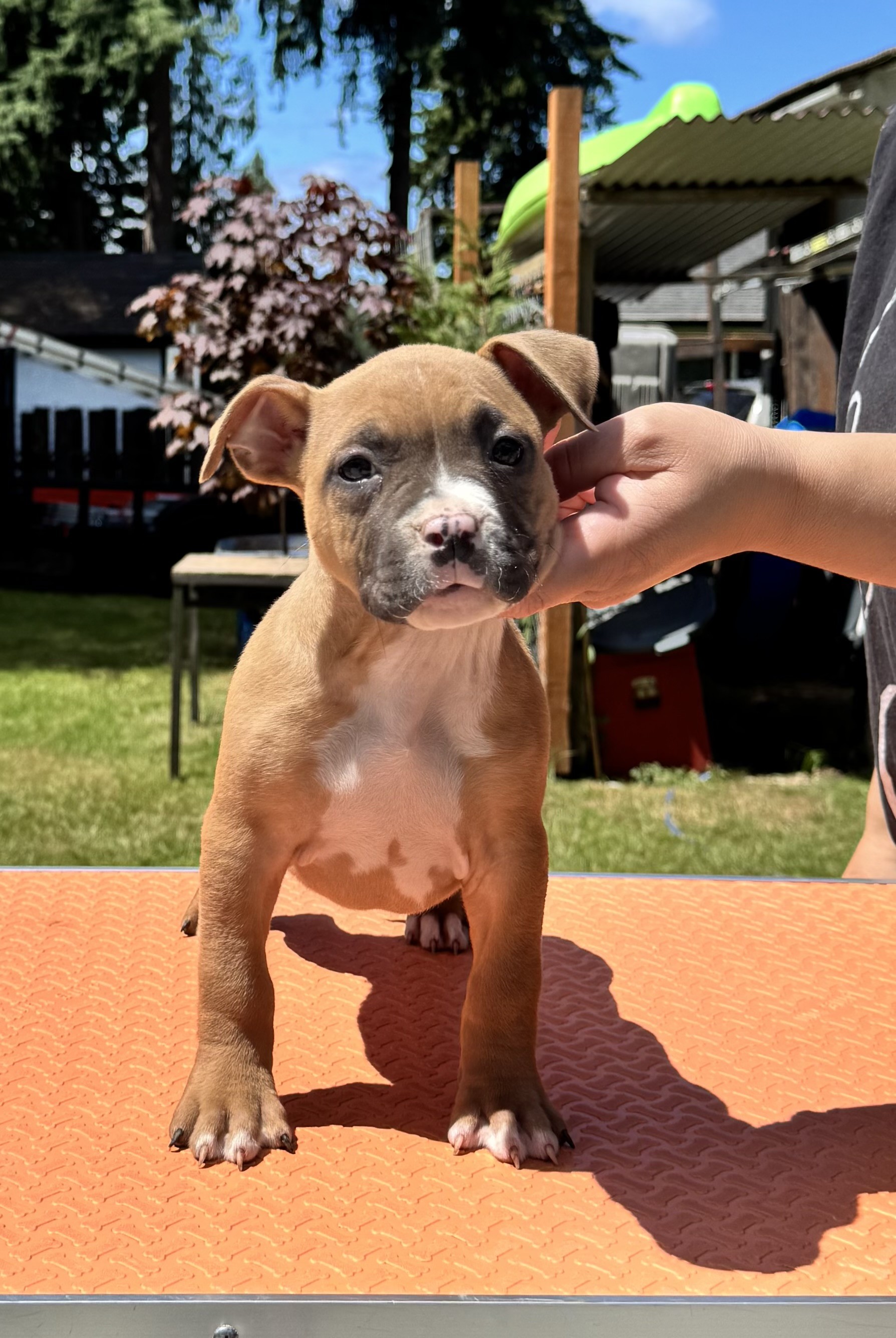 number one american pit bull terrier breeder in the world