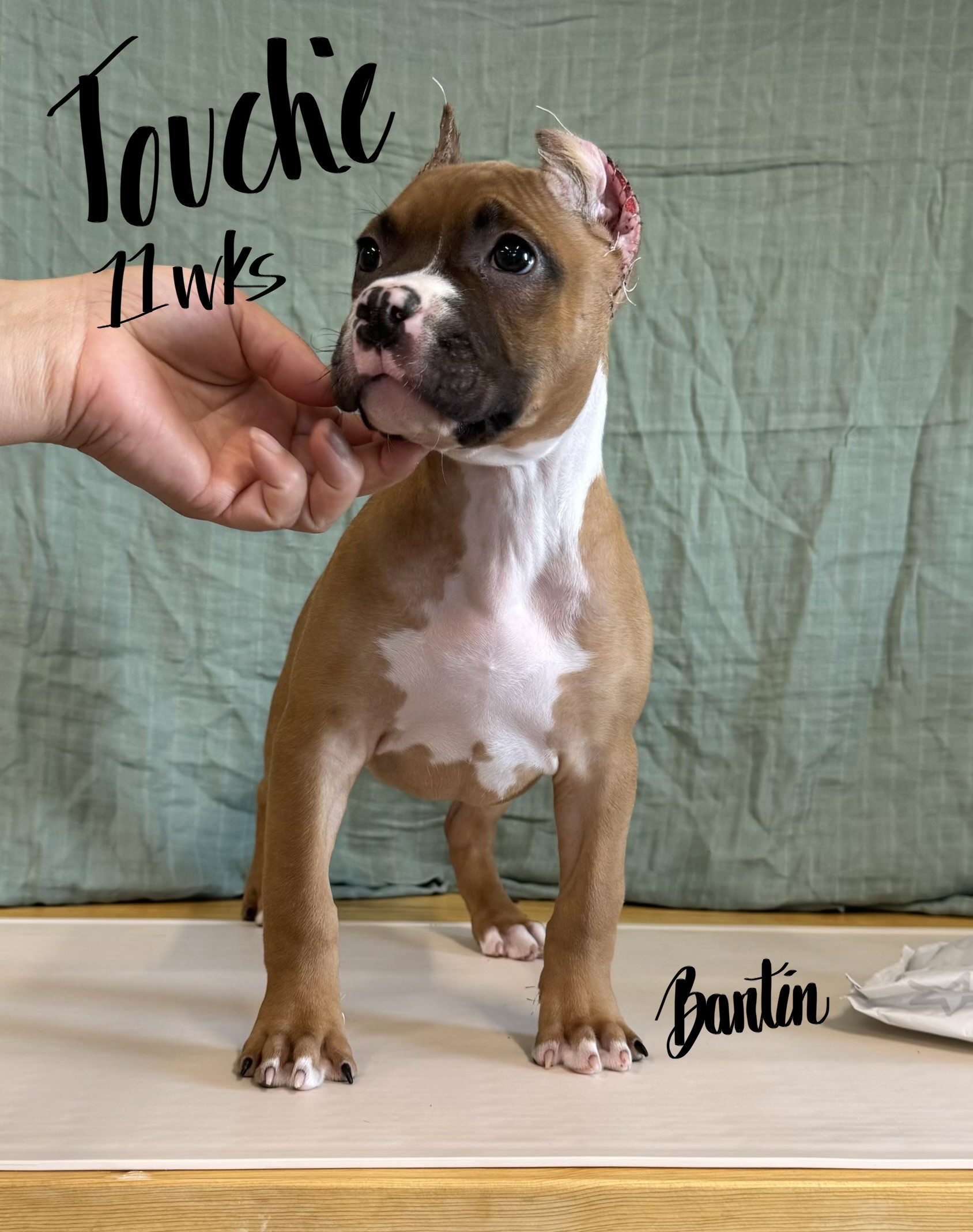 the best real pit bull terrier breeder in the USA